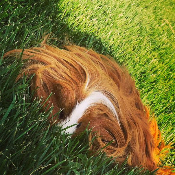 Are you as amazed with these guinea pigs as we are? If so, then don’t