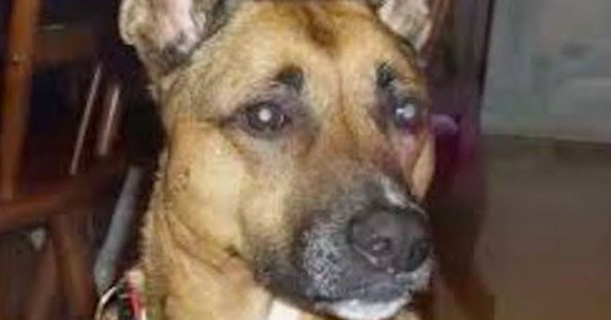 Dog Stares At Family Sleeping All Night. Concerned Owners Go Back To