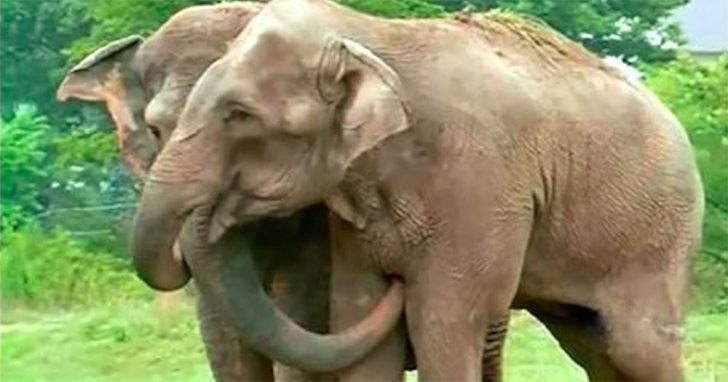 Elephant best friends are separated at the circus and reunited 22 years Elephant best friends are separated at the circus and reunited 22 years