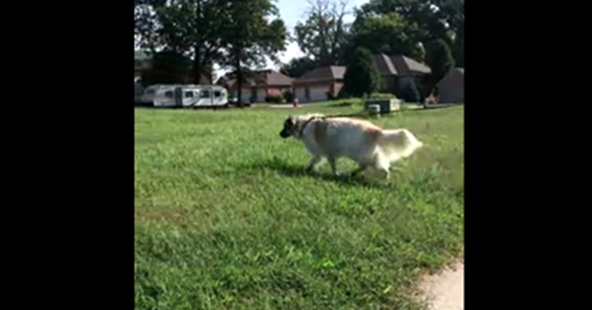 Compassionate Dog Rescues Stranded Earthworms MetaSpoon