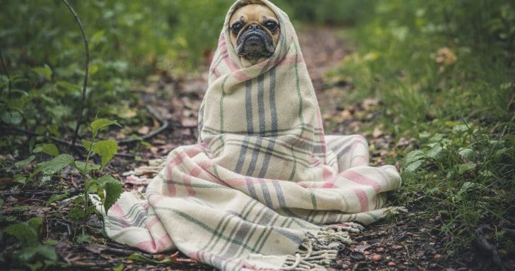 A Challenge To Find All The Animals Hidden In The Photos