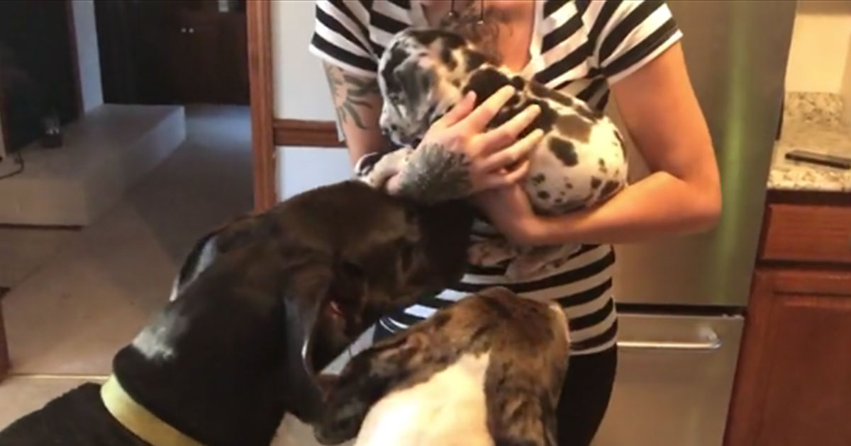 Jealous Great Dane Throws Funny Tantrum When He Sees New ...