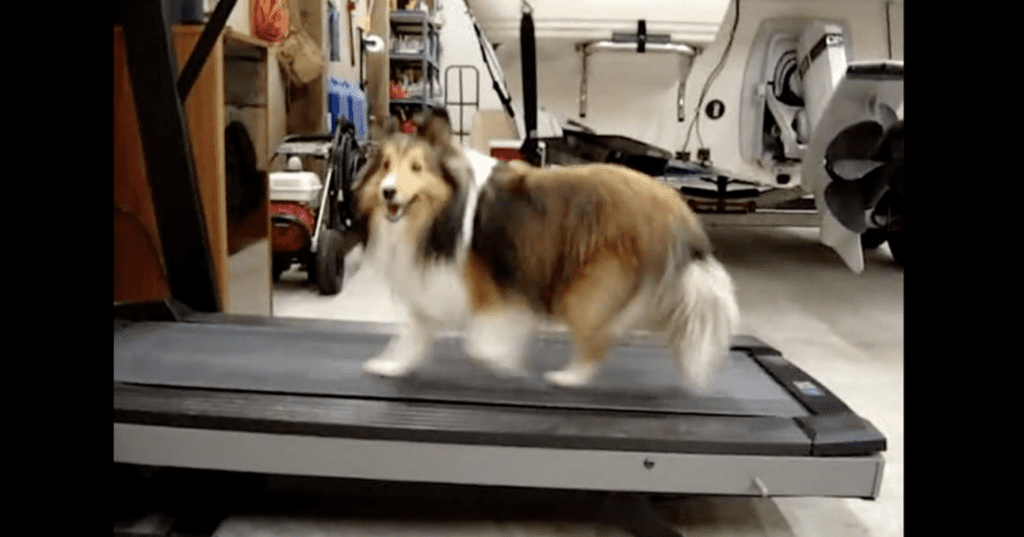 Lazy Dog Seriously Conquers Treadmill Routine MetaSpoon