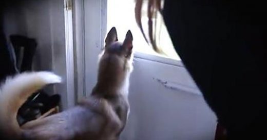 Dog Is Reunited With His Best Friend After Years Apart