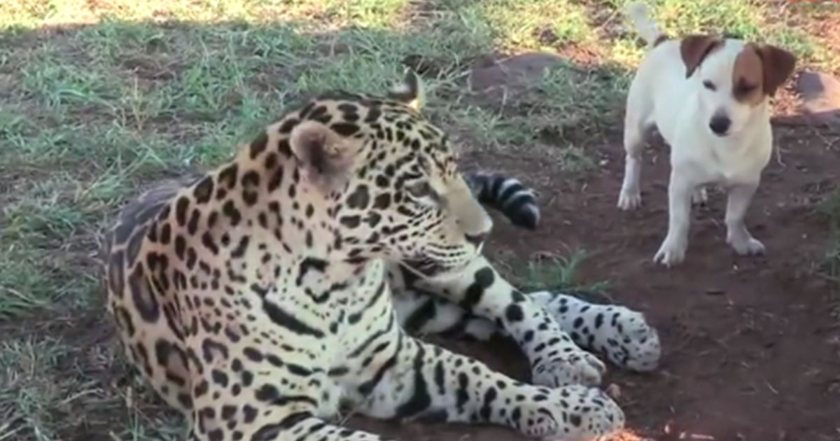 Jaguar And Dog Play With Each Other MetaSpoon