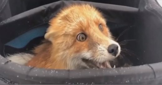 Fisherman Unintentionally Lures A Fox With His Bag Of Fish