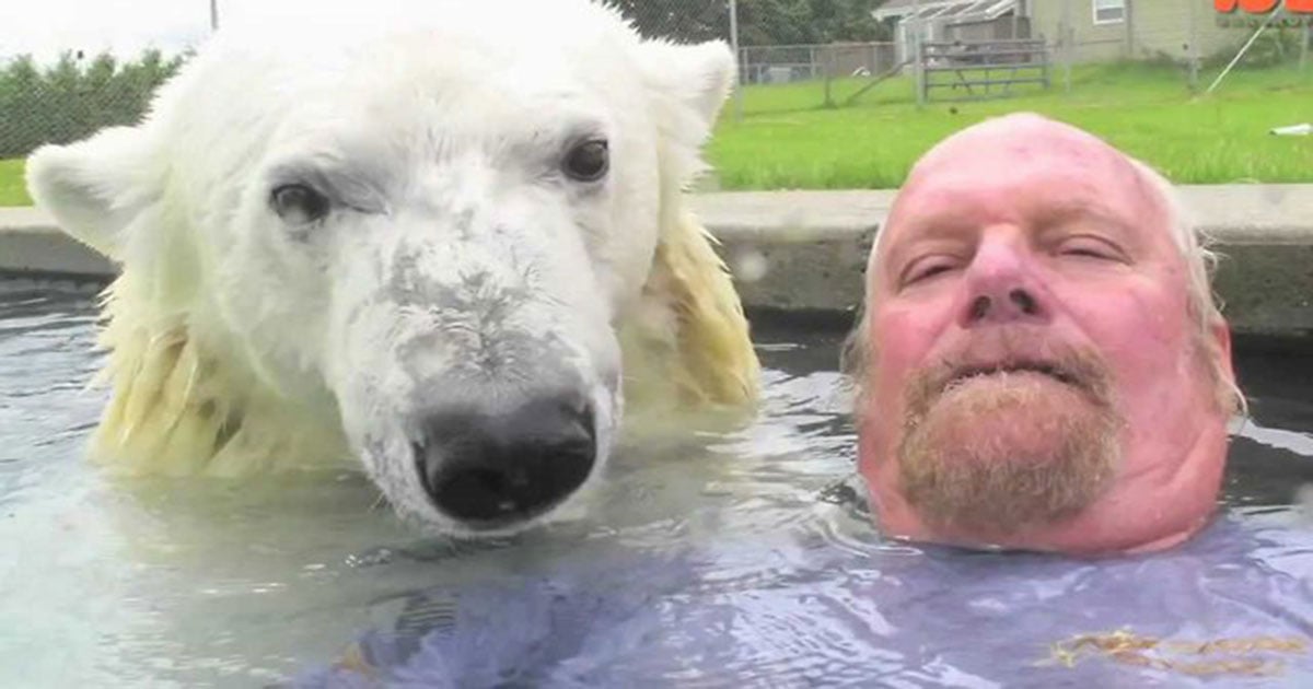 Man And Polar Bear Take A Swim Together MetaSpoon