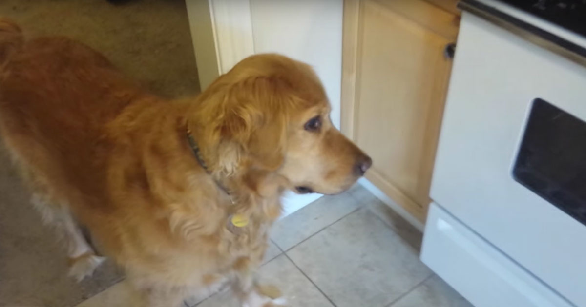 My Dog Won T Eat Dry Dog Food My Dog Won T Eat Dry Dog Food