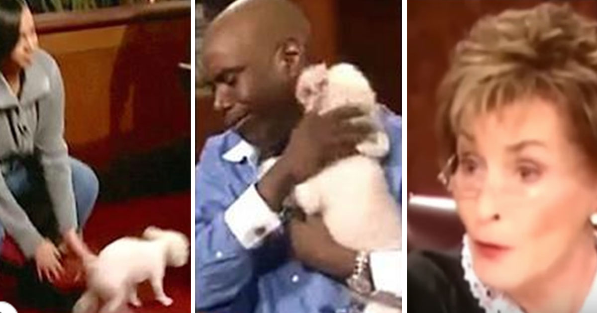 Judge Judy Solves Case When Stolen Dog Runs To True Owner MetaSpoon