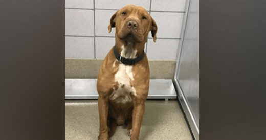 Anxious Dog Taken To Shelter Gets Adopted