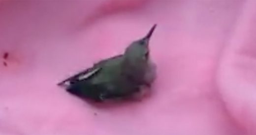 Man Rescues Injured Hummingbird