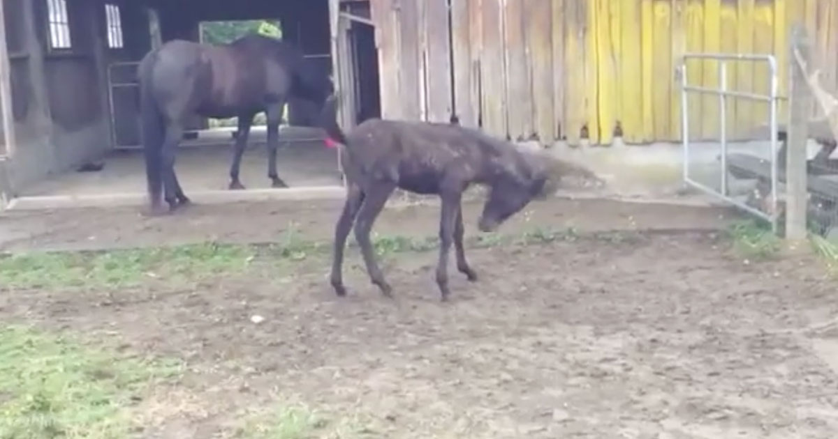 Baby Mule Stumbles As She Plays Around | MetaSpoon