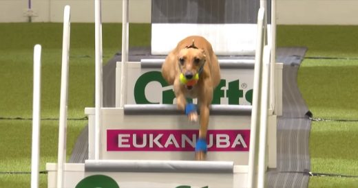 Dog Rescued From Kill Shelter Is Discovered To Be A Fast Runner