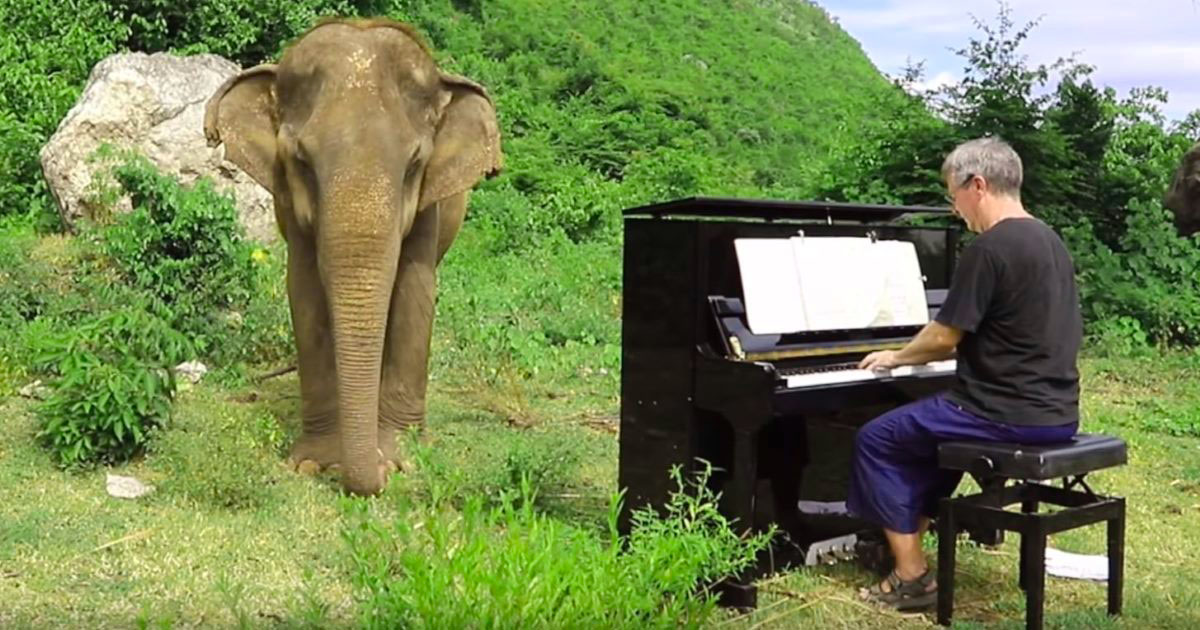 Man Plays Piano For Blind Elephant | MetaSpoon