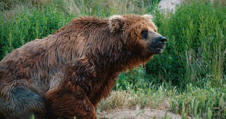 A Bear Is Hidden In Plain Sight. Can You Find It?