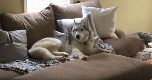 Lazy Husky Refuses To Go For A Walk