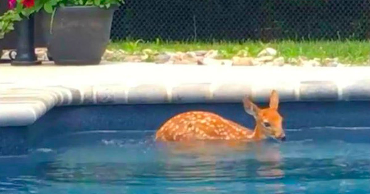 deer pool float