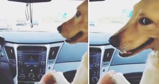 Dog Sits In Front Seat With Dad And Tries To Hold His Hand