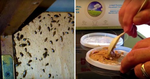 Man Kills Cockroaches For Good Using 2 Easy And Cheap Ingredients