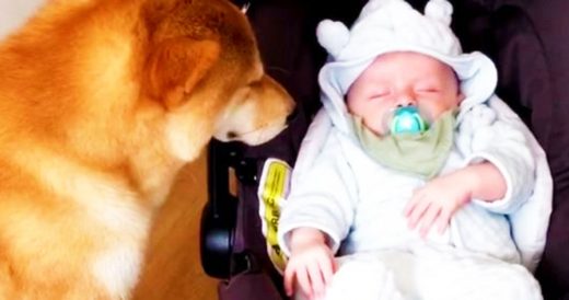 Family Dog Inches Closer To Newborn And Gently Rocks The Baby