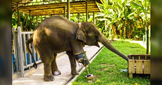 Baby Elephant Loses Leg In Landmine Blast And Prosthetic Leg Gives New Meaning T...