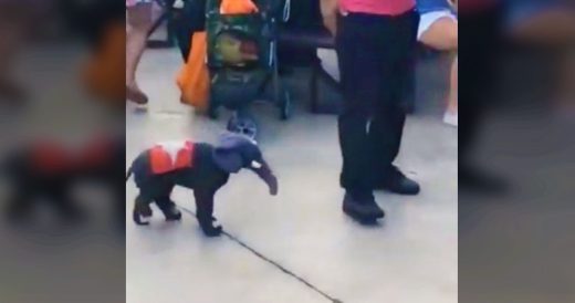 Mini Elephant’s Entertaining Routine Wins Over The Crowd