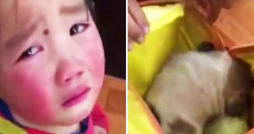 Toddler Smuggles Stray Puppy Into Class And Breaks Down When Teacher Opens Her B...