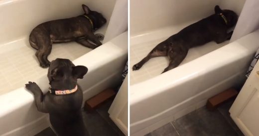 Annoyed French Bulldog Finds The Perfect Hiding Spot
