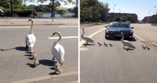 Swan Family Takes Their Time As They Cross The Street And Put A Stop To Traffic