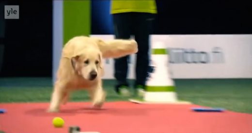 Golden Retriever’s Funny Antics At Dog Competition Are Embarrassing Mom