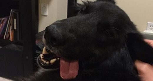 Keep Your Dog Itch Free With A Simple Do-It-Yourself Spray Solution