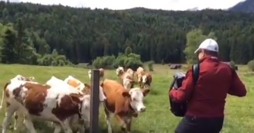 Cows Are Lazing Around And Hear Mysterious Sound That Attracts Their Attention