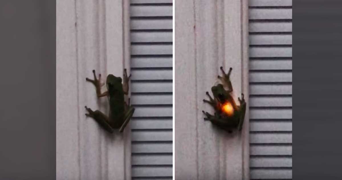 Frog’s Belly Lights Up After He Eats His Dinner MetaSpoon