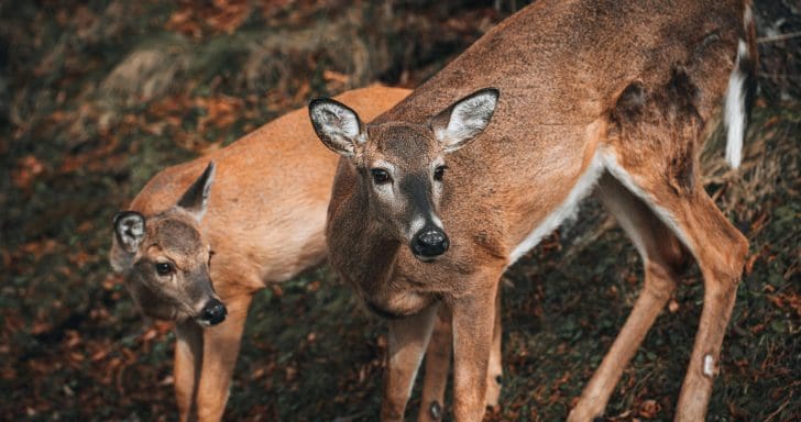Woman Finds Three Wild Deer Huddled Inside Her Home