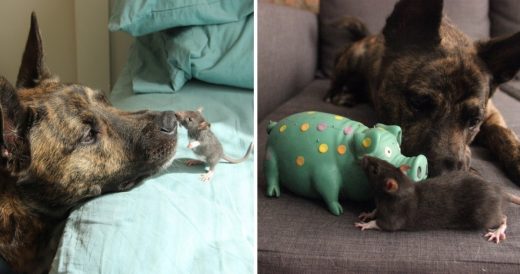 Dutch Shepherd And Rat Become Best Friends