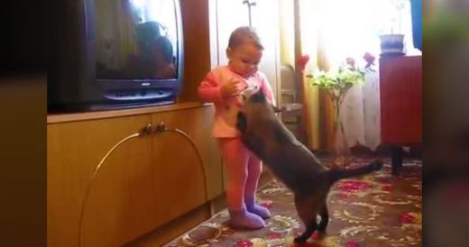 Toddler Holds Crying Kitten When Mama Cat Shows Up To The Rescue
