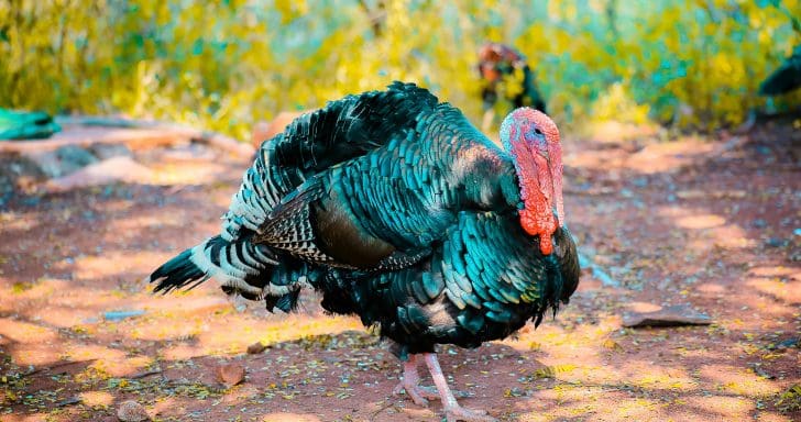 Couple Returns Home To Find A Turkey Inside