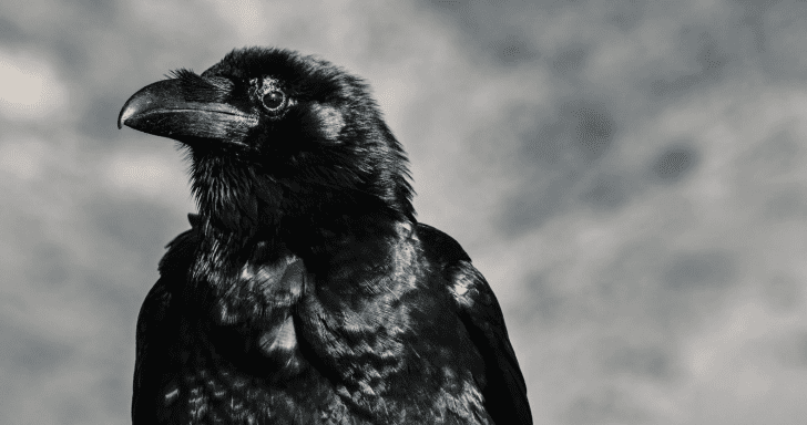 Squawking Raven Needs Immediate Help As Family Notices He’s Injured An Hour La...