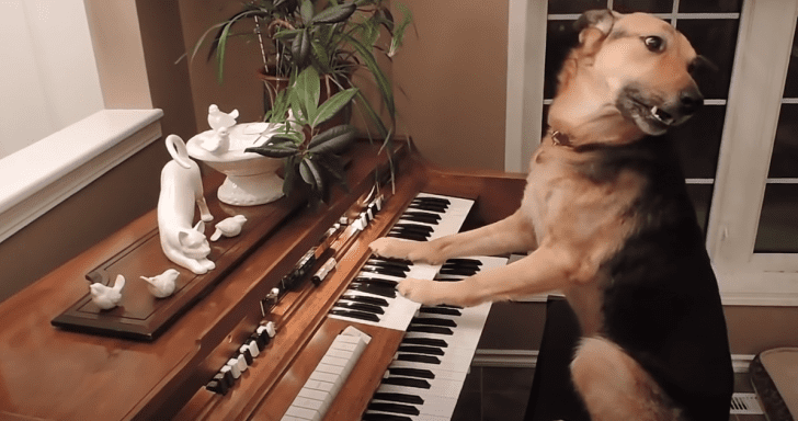 Rescue Dog Plays The Piano As Soon As Mom Asks Her To Perform
