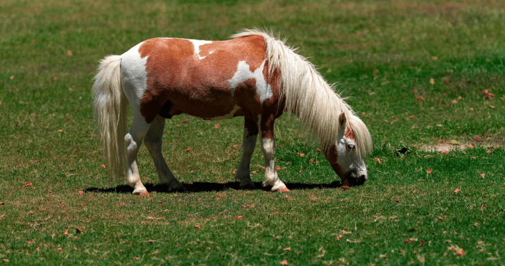 Baby Miniature Horse Follows Man Everywhere He Goes And Has Him Laughing