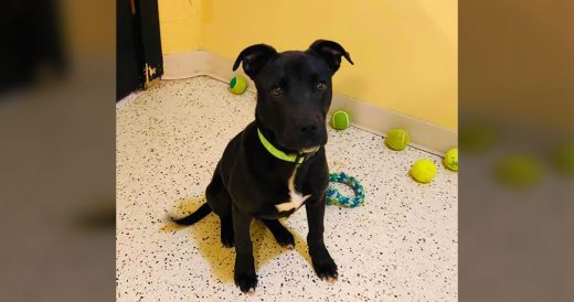 Puppy Wakes Up After Being Put Down, Gets Brand New Life