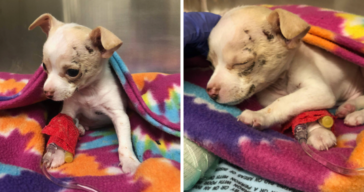 Tiny Puppy Survives After Hawk Drops Him From The Sky