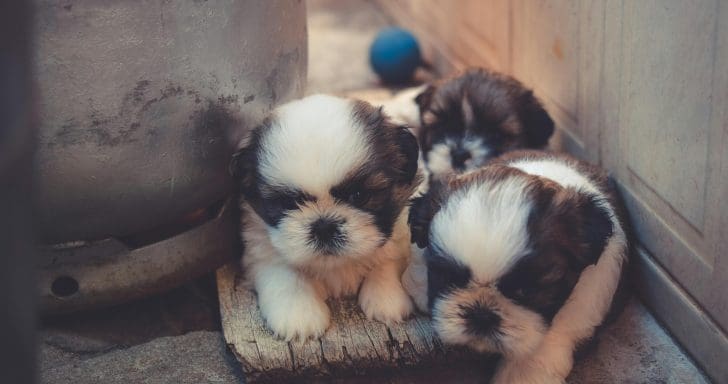Trash Bag Of Puppies Tossed Out Of Car, Found On Side Of Road And Rescued