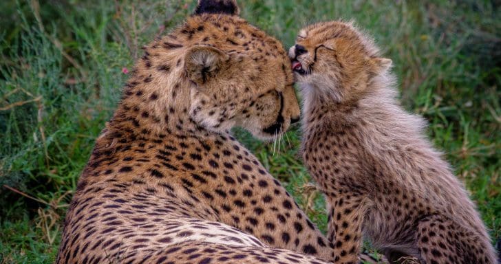Leopard Cub Found Inside’s Man Suitcase At Airport In India