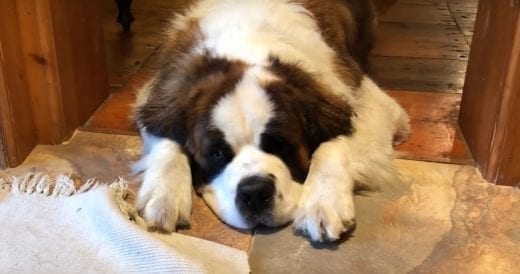 Saint Bernard Surrendered To An Animal Shelter Gets Perfect Forever Home