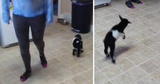 Adorable Baby Pygmy Goat Hops Across The Kitchen Just Like Mom