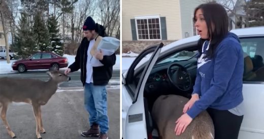 Easygoing Deer Demands Attention From Man Walking Home And Steals French Fries