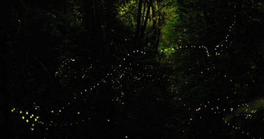Fireflies May No Longer Light Up The Night As They Are Inch Closer To Extinction