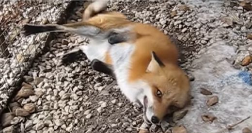 Energetic Rescued Fox Has Adorable Reaction When She’s Greeted In The Morning
