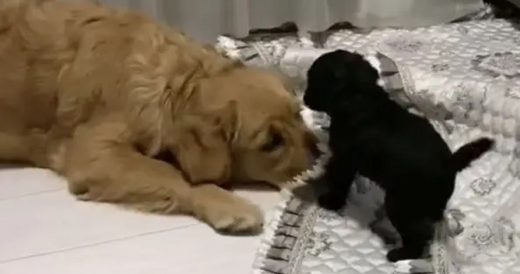 Golden Retriever Becomes Animated When He Meets His New Adopted Puppy Sister
